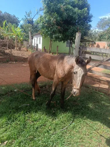 Egua