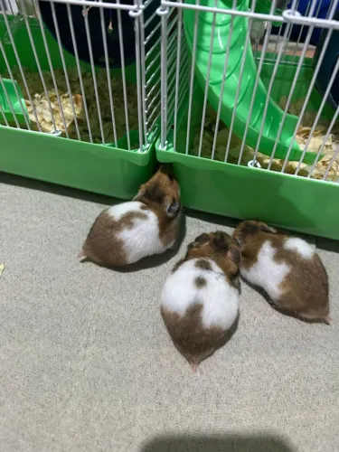 Hamster sírio 