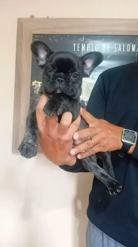 Bulldog Francês