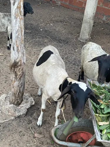 Vendo ovelha muito boa