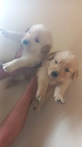 Golden Retriever filhotes com excelente cuidado disponíveis
