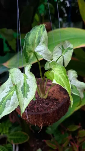 Mudas de Plantas: Syngonium
