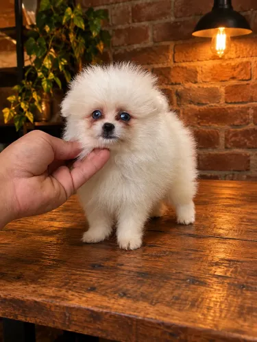 Lulu da Pomerania - Macho