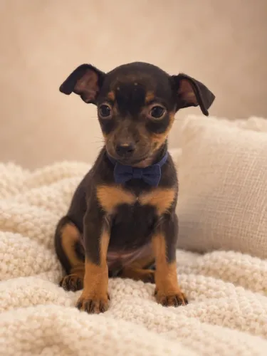 PINSCHER