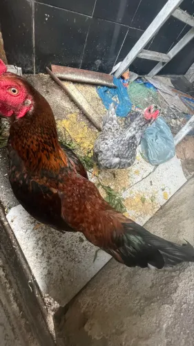 Venda de galinhas