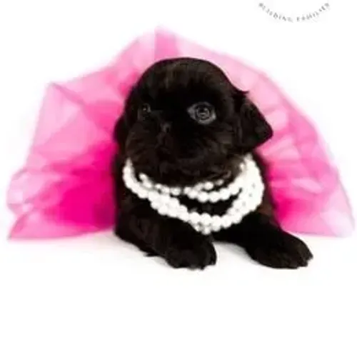 Shih Tzu,Shih Tzu Filhote Linda Linhagem Disponível