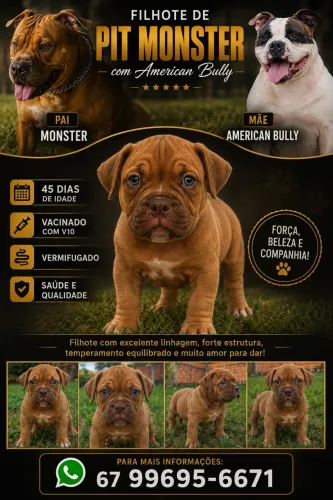Filhote de Pot Monter com Americam Bully