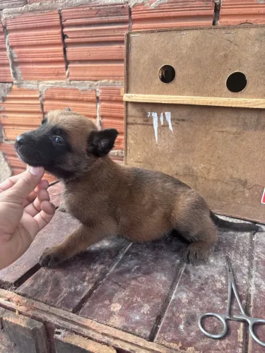 Vende se
