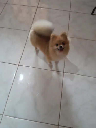 Filhote fêmea de spitz alemão (lulu da pomerania)