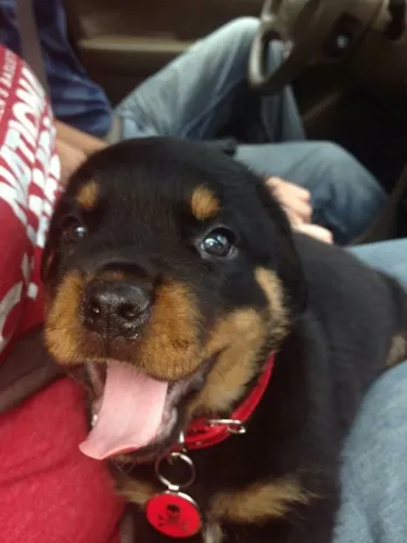 Filhotes De Rottweiler - Um Novo Sorriso Diário