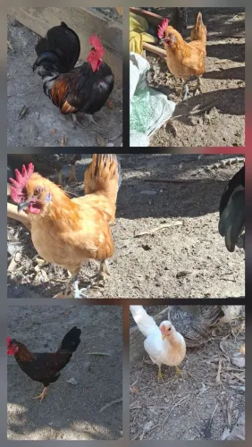 Garnizés!!