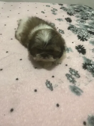 Lindos filhotes de Shih Tzu