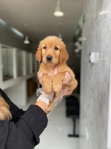 Filhotes Encantadores e Bem Cuidados - Pedigree Oficial
