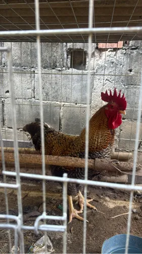 Galo carijó adulto.