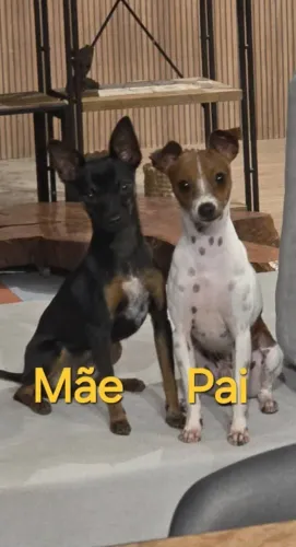 lindos filhotes disponíveis