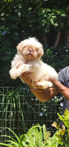 Shih-tzu branco e areia - perfeito