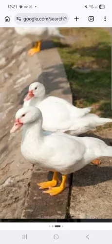 Patos