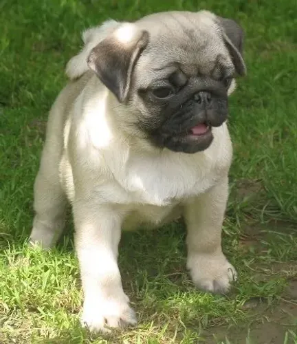 Pug - Alegria Que Renova 