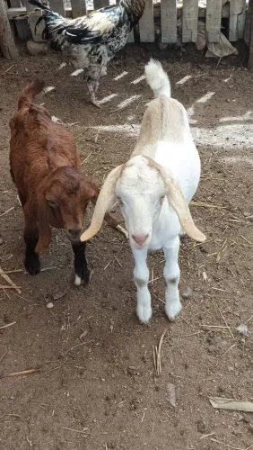 Cabrito 