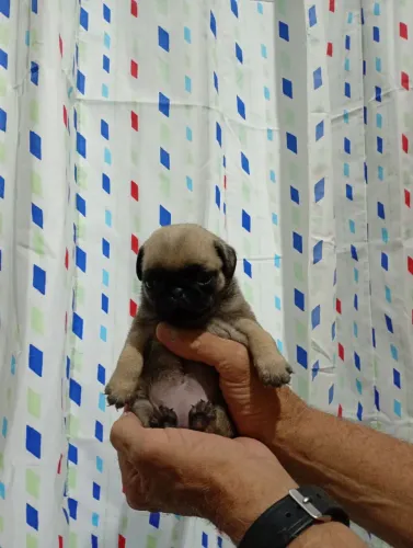 Vendo Pug