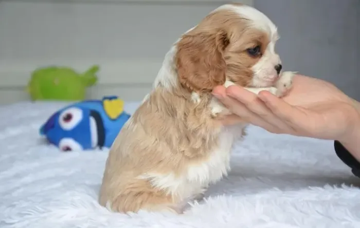 Tenha Seu Cavalier King Parcele em Até 12x Sem Juros