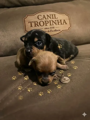 2 Filhotes de pinscher,macho
