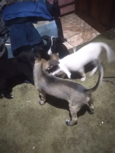 Cachorrinhos para doação