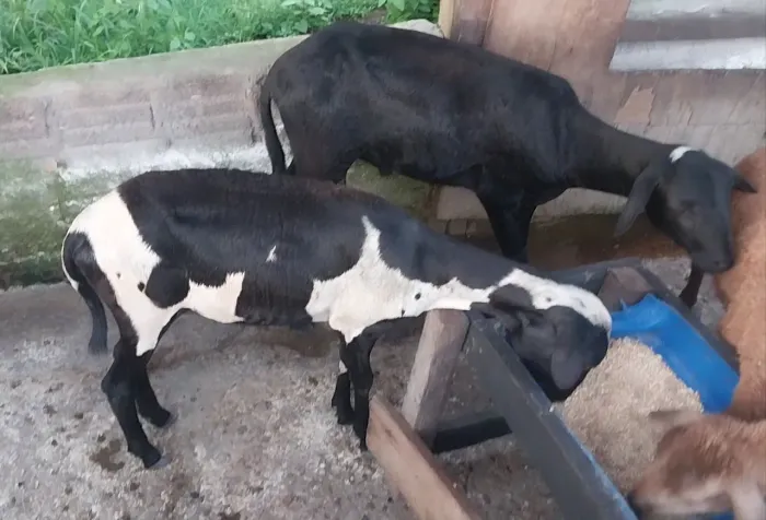 Casal de carneiro mestiços Sta Inês com dorper