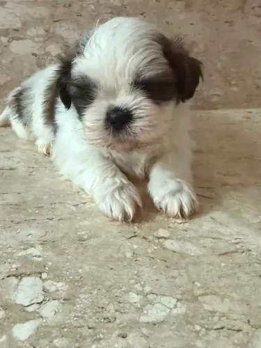     Filhote Shih Tzu - Seu Novo Melhor Amigo