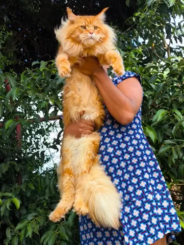 Gatos Maine Coon