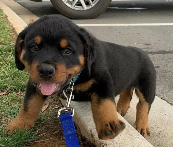 Rottweiler com porte imponente e coração fiel