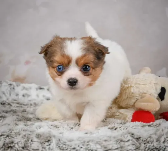 Chihuahua filhotes - últimos disponíveis