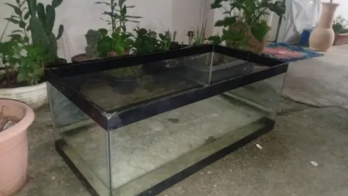 Aquario