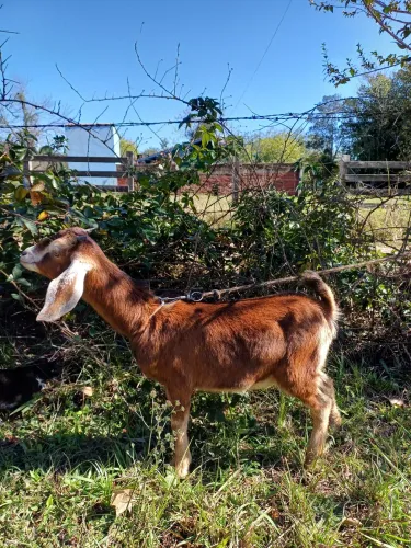 Casal Cabras Anglo Nubianas