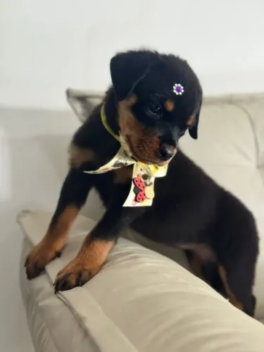 Rottweiler Macho