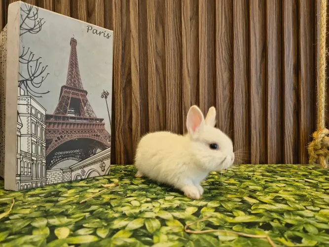 Mini coelhos