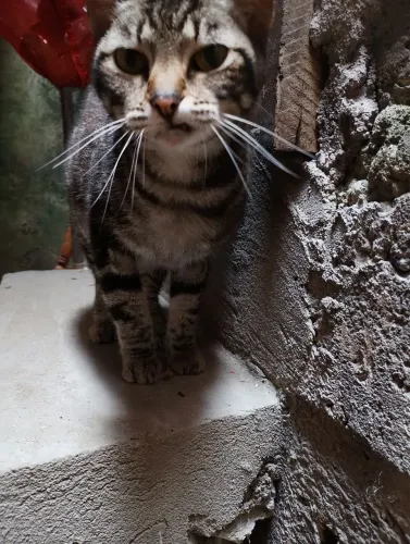 Gata castrada para adoção 