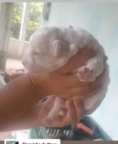 Filhote poodle
