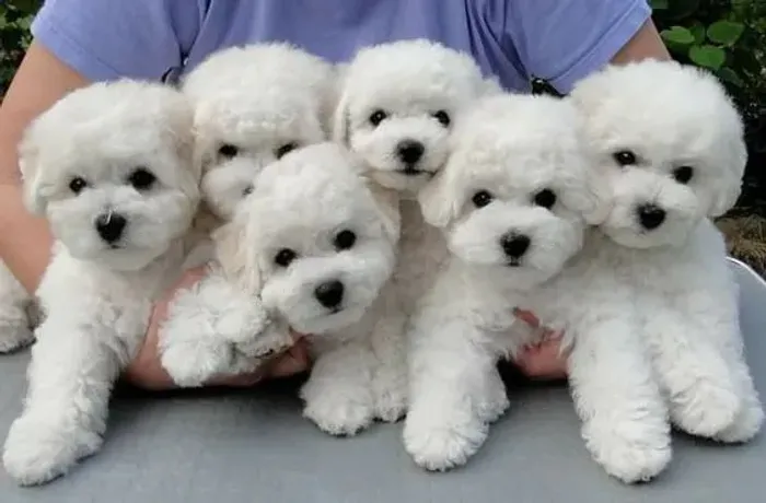 Bichon Frise Machos e Femeas