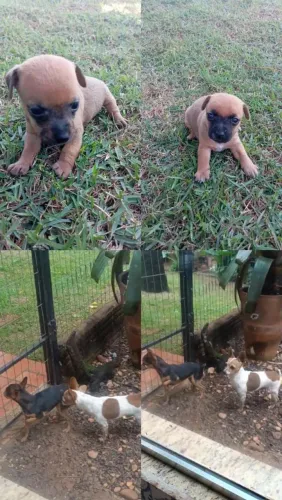 Filhote de pinscher.