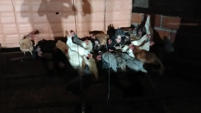 Pintinhos e frangas