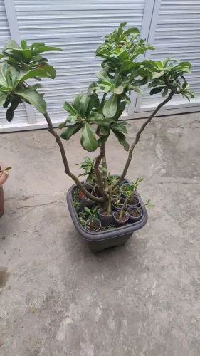 Rosa do deserto 