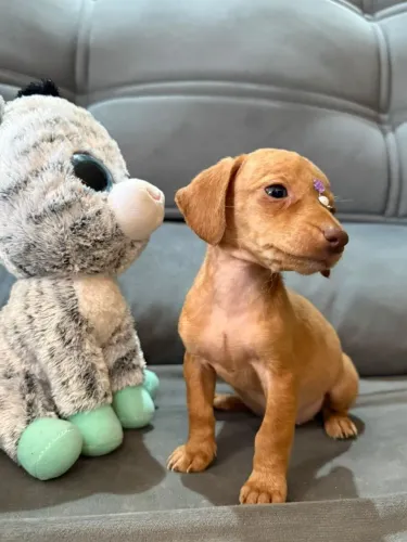 LINDOS FILHOTES DE DACHSHUND FEMEAS DISPONÍVEL