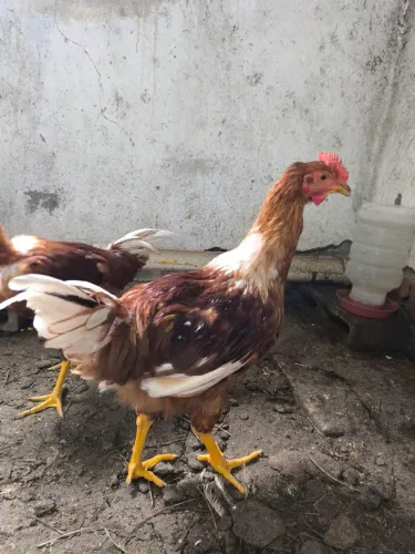 VENDO FRANGO GSB E FRANGOS CAIPIRAS