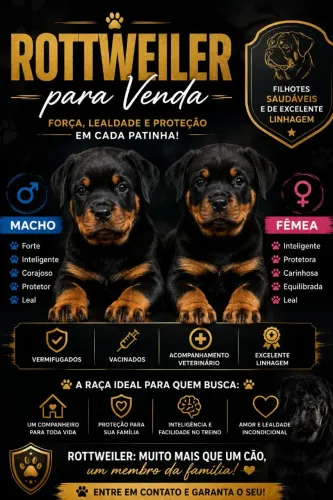 Cachorro Rottweiler