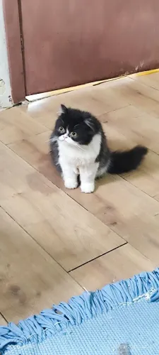 Gata persa