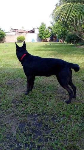 Cadela para cruzar 