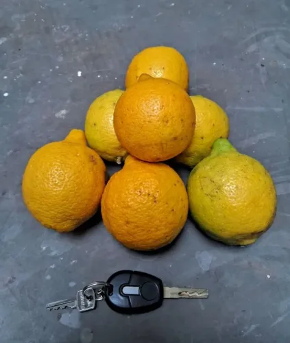 Limão Siciliano 100% orgânico, direto do sítio