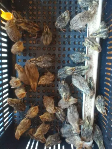 50 codornas com 15 dias de vida