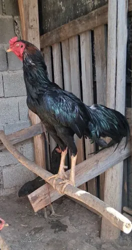 Galo indio mura brasileiro preto